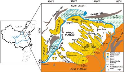 The branching architecture of artemisia ordosica and its resistance to wind erosion